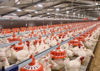 САУРАН АУДАНЫНДА 280 МЫҢ БАСҚА АРНАЛҒАН ҚҰС ФЕРМАСЫ ІСКЕ ҚОСЫЛАДЫ