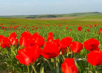 Қазығұрт ауданында сирек кездесетін Грейг қызғалдағы гүлдеді
