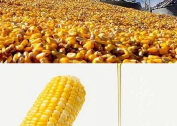 Түркістан: Өңірде экономикалық тұрақты өсім бар.