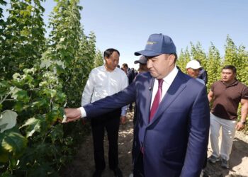 ОТЫРАРДА ТҰЗДЫ ТОПЫРАҚТА КӨШЕТ ӨСІРУДІҢ ЖАҢА ӘДІСІ НӘТИЖЕ БЕРДІ
